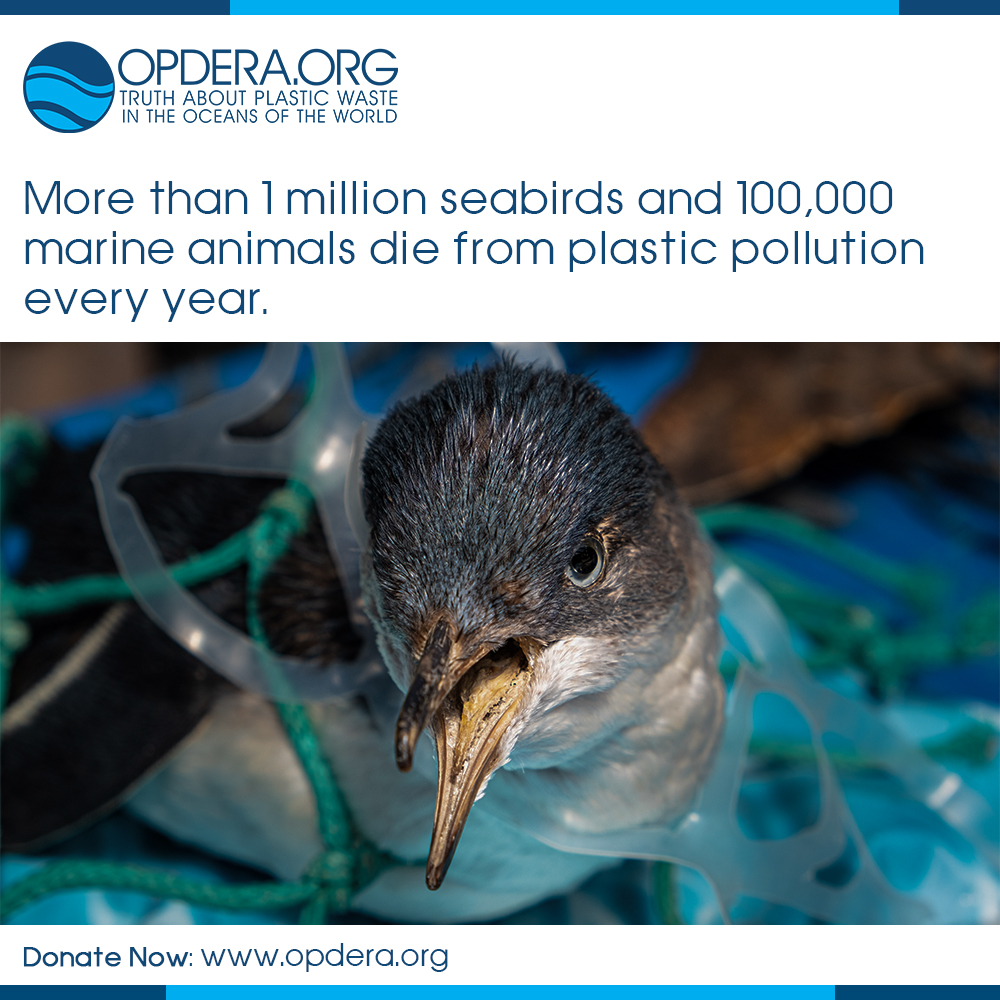 More than 1 million seabirds and 100,000 marine animals die from plastic pollution  every year. 