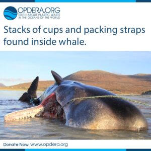 OPDERA, plastic pollution, recycling, environment, marine life, marine life death